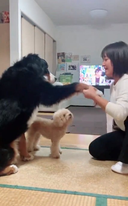 マウイくんにオテを教える飼い主さん