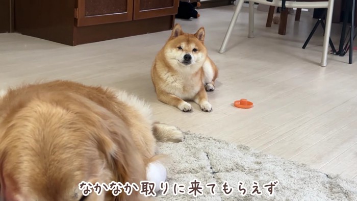 しょんぼり顔で待機