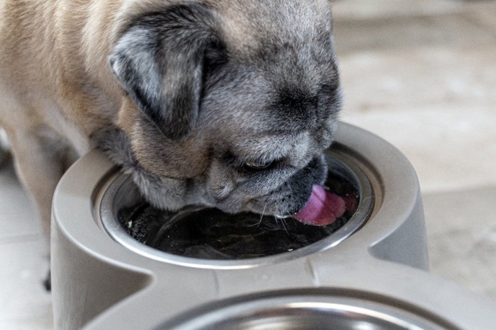 水を飲む老犬