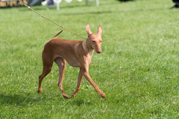 飼い主と散歩するチルネコ・デルエトナ