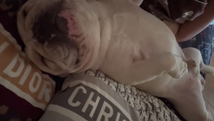 仰向けで眠る犬
