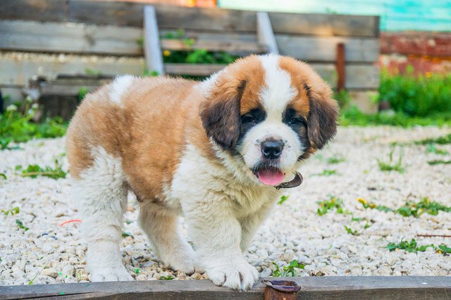 セントバーナードの子犬