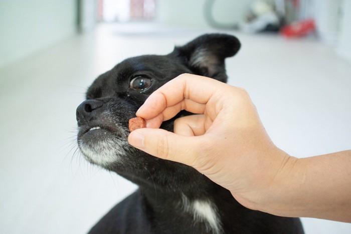 おやつを嫌がる犬