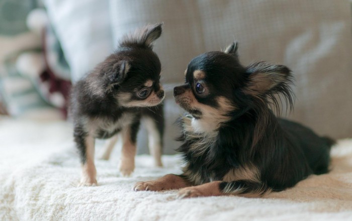 向かい合うチワワの子犬と成犬