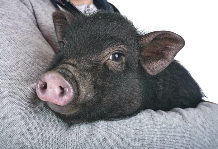 飼い主に抱っこされている子ブタ