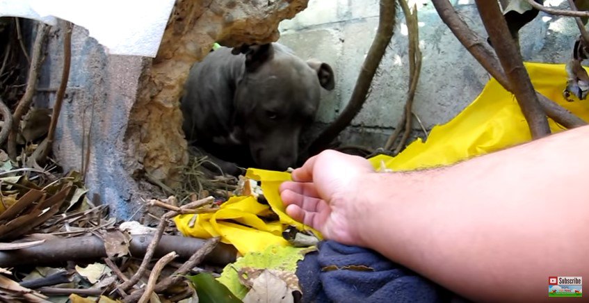 人の手を警戒する犬