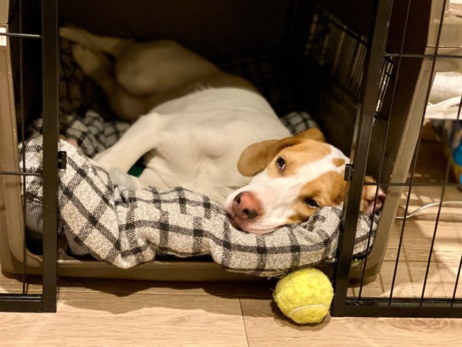 ゲージの中で退屈そうに横になる犬