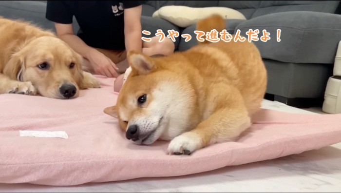 ほふく前進でカメラの前に移動する犬