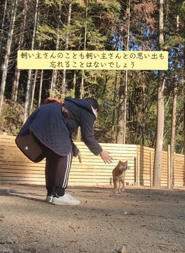 少しずつ歩いて前に進む犬