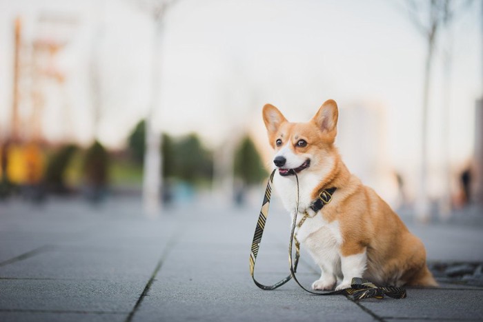 リードをくわえてる犬の写真