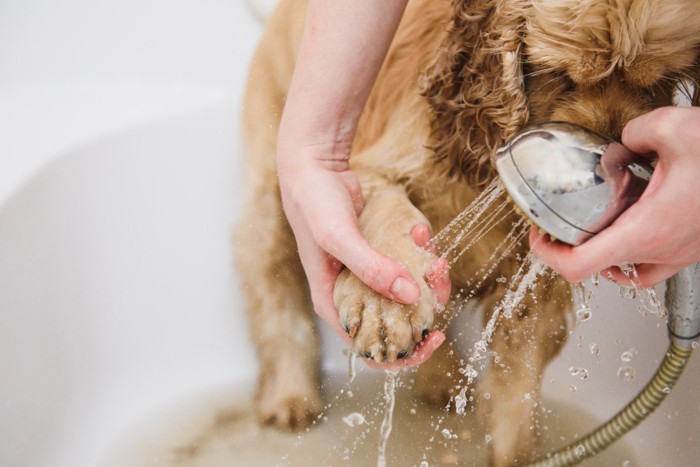 散歩後の犬の足を洗う