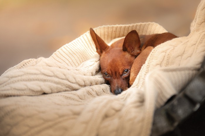 悲し気な表情でニットに顔をうずめるロシアントイテリア