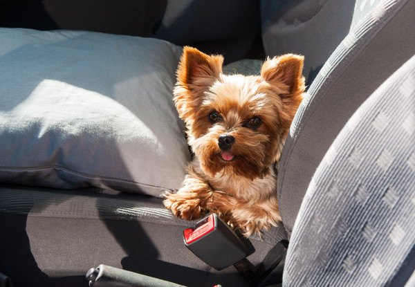 車のシートのクッションの間にいる犬