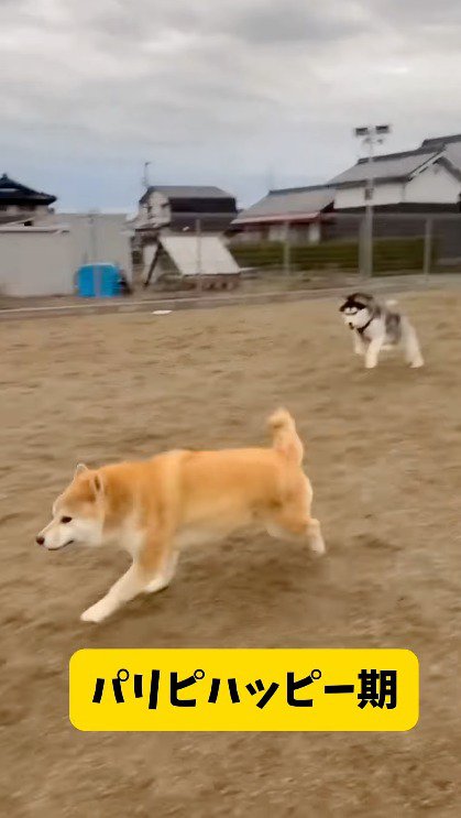 柴犬と追いかけっこするハスキー犬