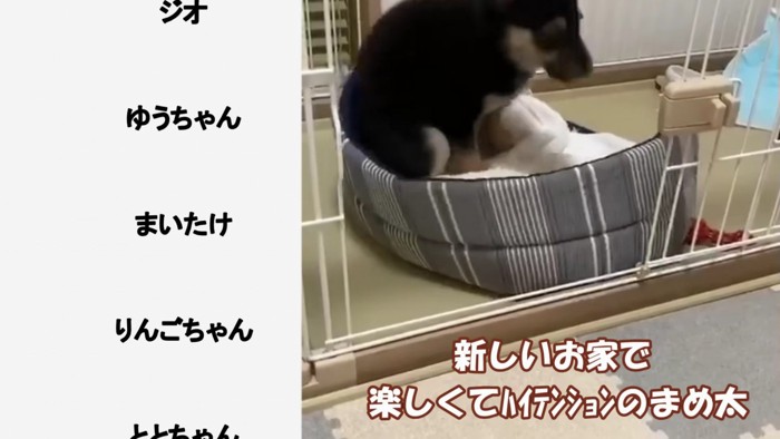 第2の犬生の始まり…