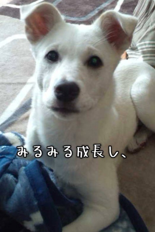 すくすく成長していった
