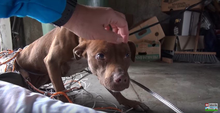 素手で犬に触る