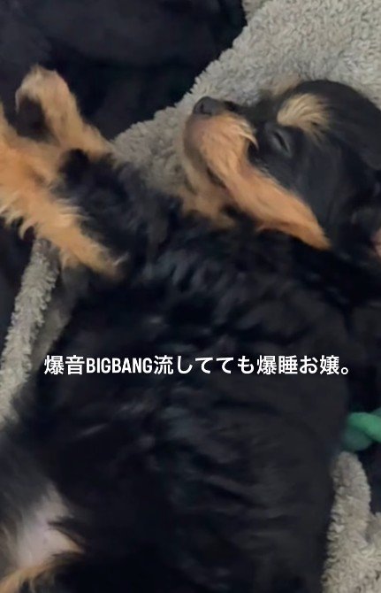ぬいぐるみのように爆睡