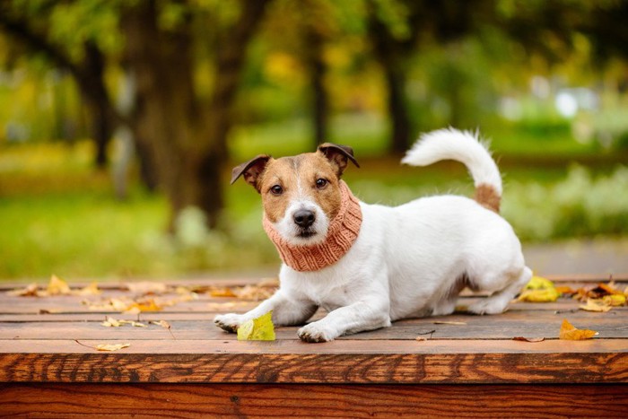 ネックウォーマーをする犬