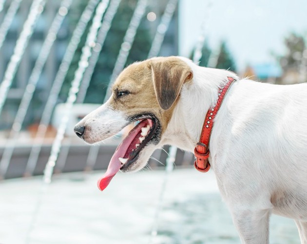 舌を出して呼吸する犬