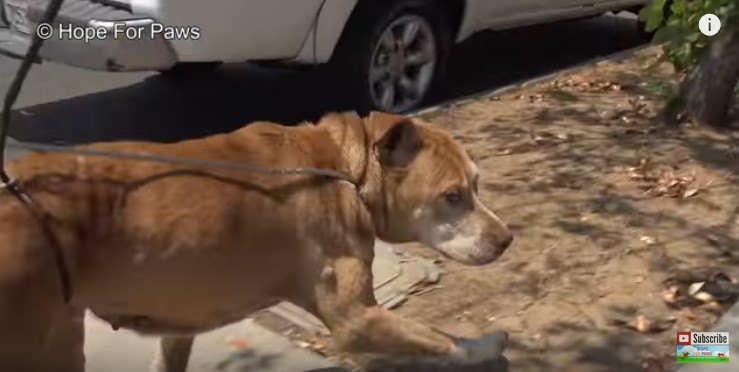 ワイヤにつながれて歩く犬