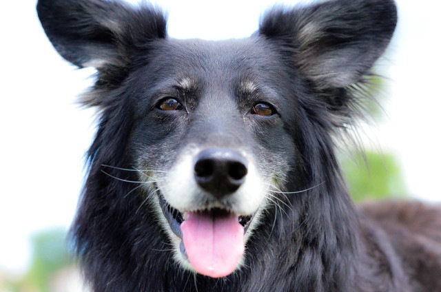 笑顔の犬