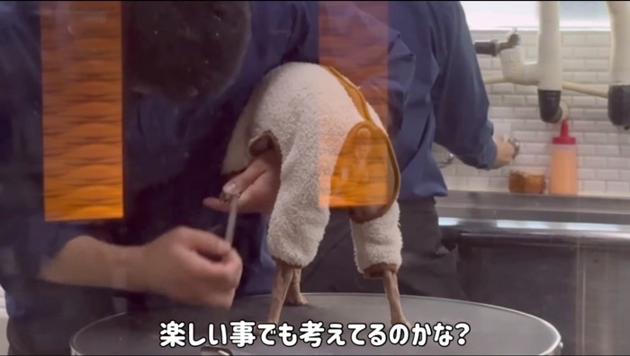 店員に詰め切りをされる犬