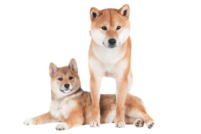 柴犬の子犬と成犬
