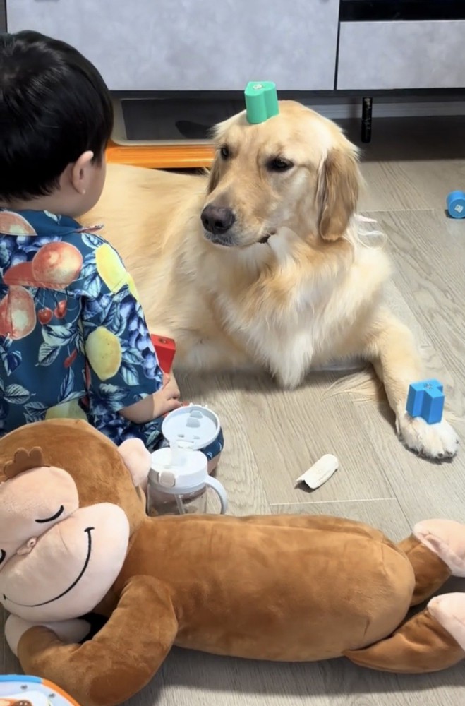 おもちゃを乗せたままの犬