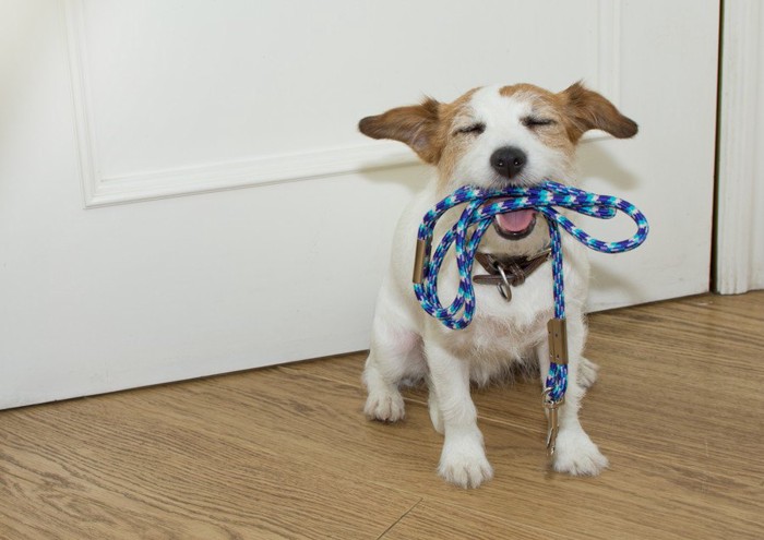 リードをくわえて待つ犬