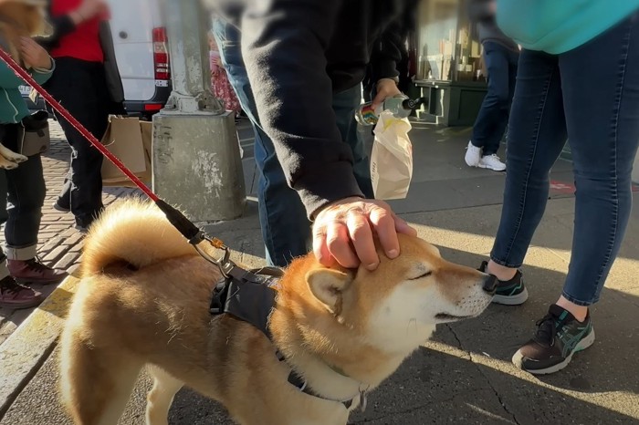 頭を撫でられる犬