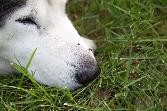 鼻を蚊に刺される犬