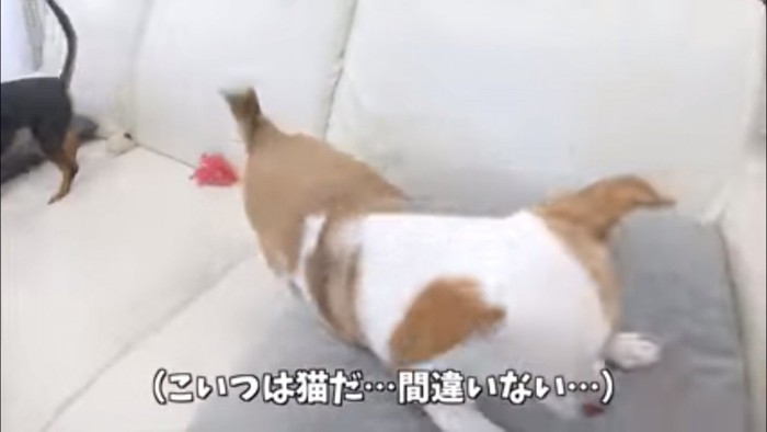 猫になるワンちゃん