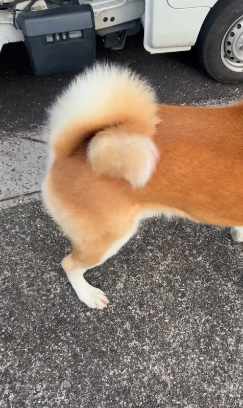 秋田犬のしっぽ