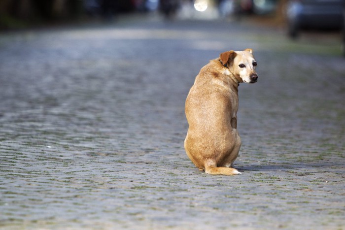 ひとりぼっちの犬