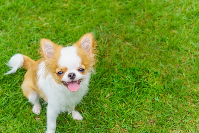 笑顔の犬