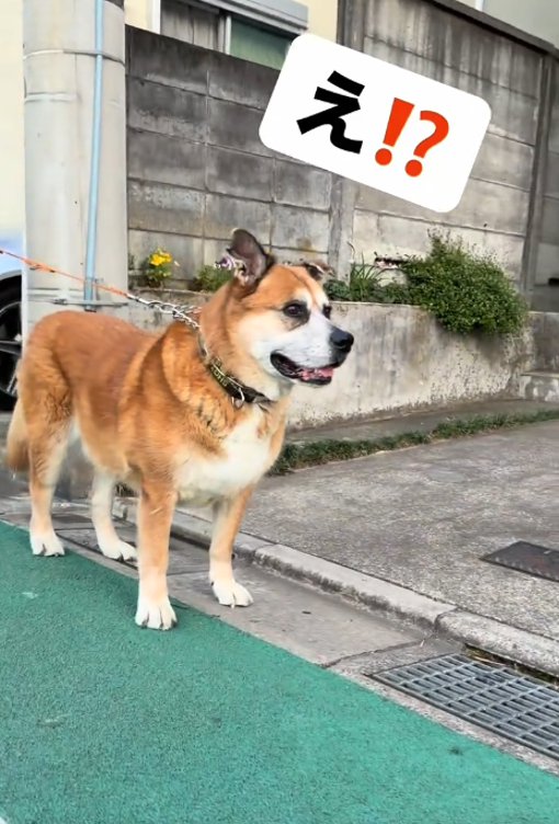 前を見る犬3