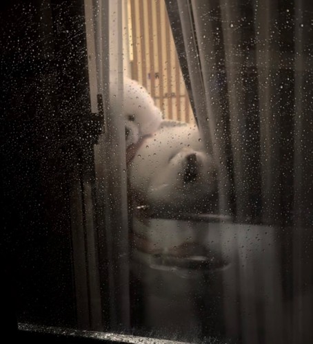 寄り添って窓からのぞく犬たち