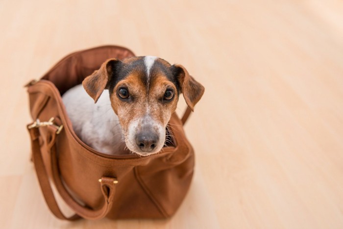 バッグに入った犬