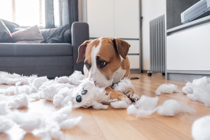 破壊行動をした犬