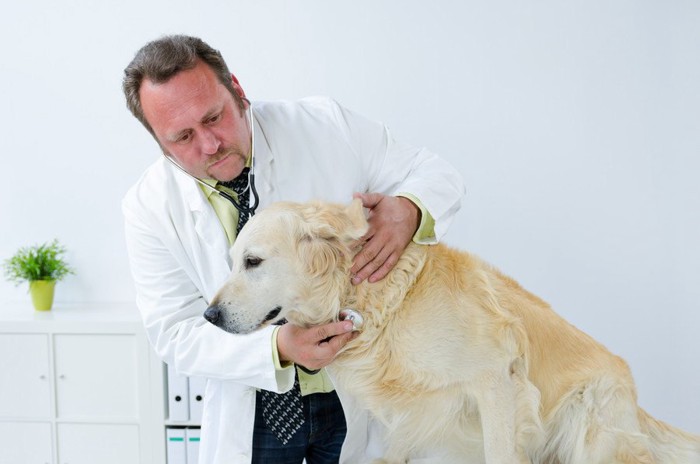 犬の首に聴診器