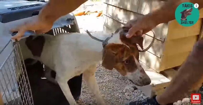 ケースから引き出される犬