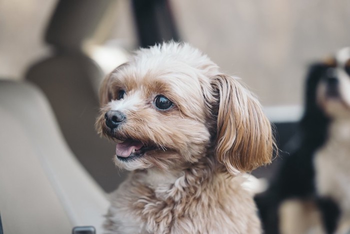 笑顔で横を見る犬