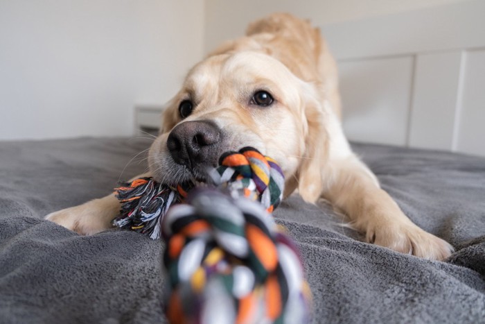 紐を引っ張る犬