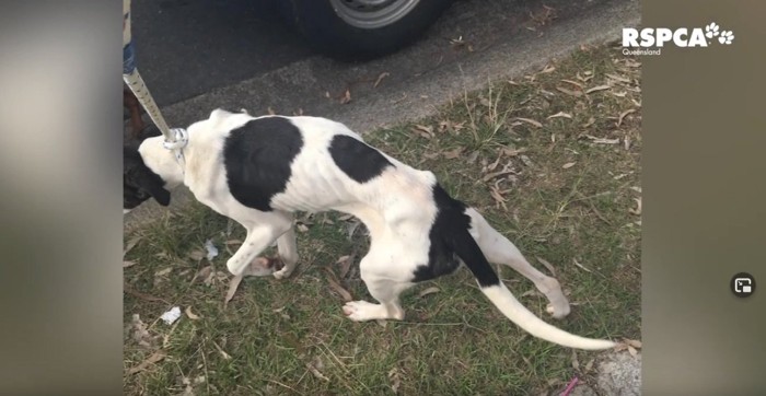 痩せた白黒の犬