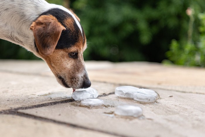 氷と犬