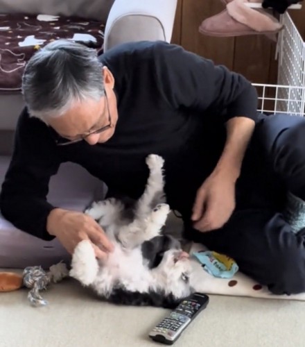 お腹を見せる犬