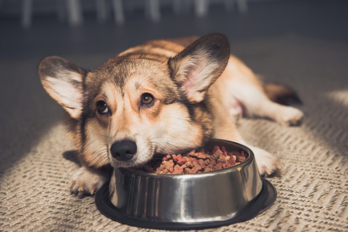 お皿に触れる犬