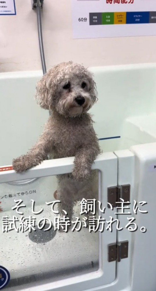 シャンプー台の中に入れられた、全身泥まみれの犬