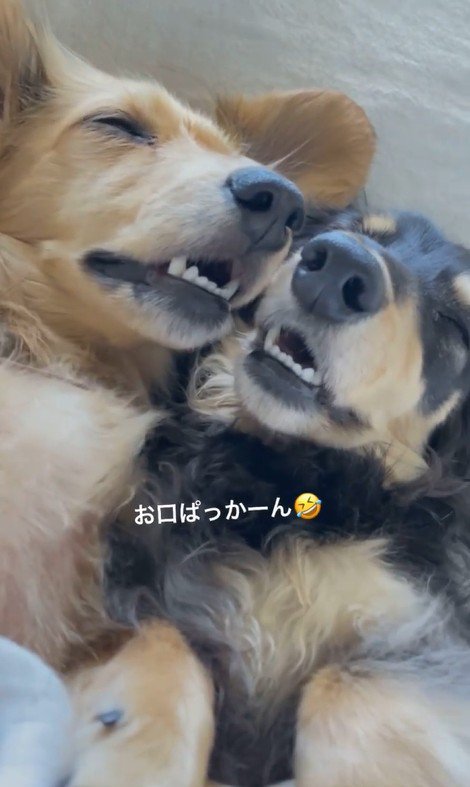 2匹揃ってお口を開けています！